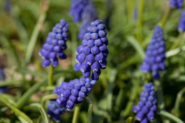 Vackra Blommor Blommigt Koncept Bakgrund — Stockfoto