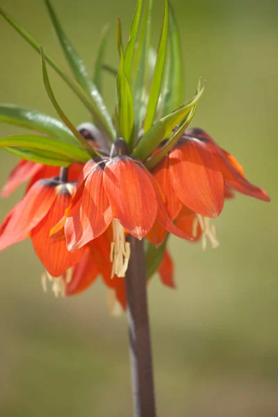 Bautiful Botanical Shot Natural Wallpaper — Stock Photo, Image