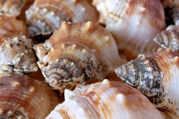 Sea Shells Mussels Shells — Stock Photo, Image