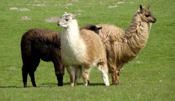 Lustiges Alpaka Tier Wildtiere Säugetier — Stockfoto