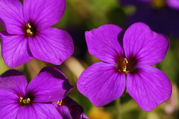 庭の紫色の花 — ストック写真