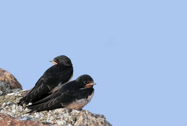 Close Young Swallows — Stock Photo, Image