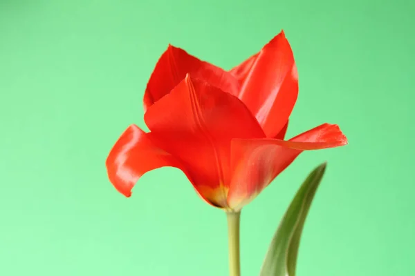 Flores Tulipanes Primavera Flora — Foto de Stock