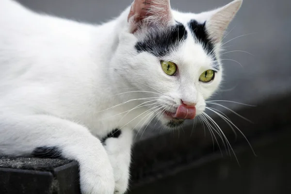 Primer Plano Gato — Foto de Stock