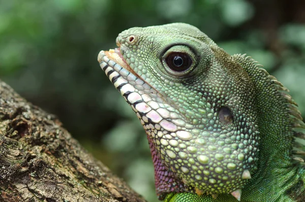 Животные Дикой Природы Ящерицы Рептилии Игуаны — стоковое фото