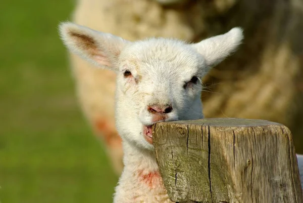 Animais Criação Foco Seletivo — Fotografia de Stock