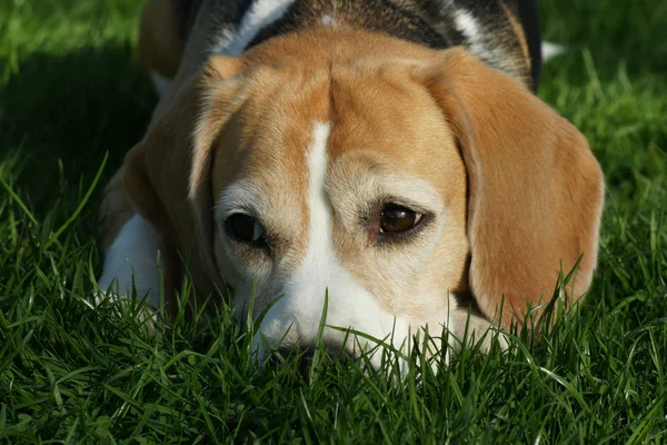 Beagle Waakzaam Het Gras — Stockfoto