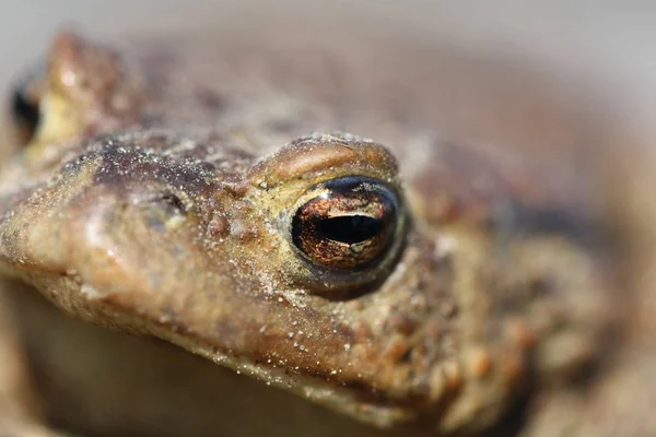 Close Frog Face — Stock fotografie