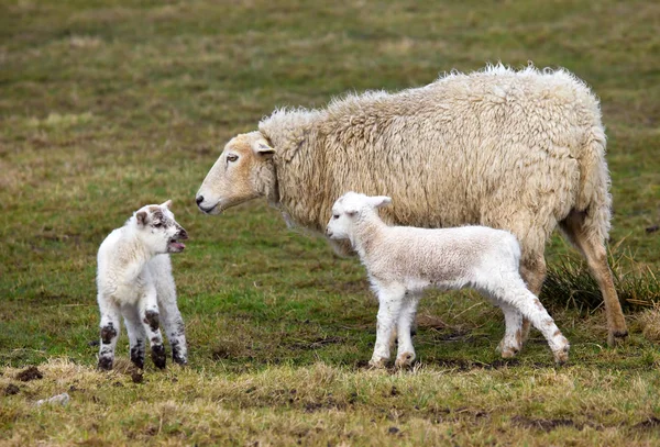 Domestic Sheep Pasture — Stock Photo, Image