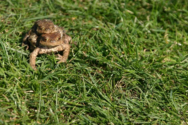 Common Toads Spawning Migration — Stock Photo, Image