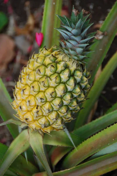 Fresh Pineapple Fruit Plant — Stock Photo, Image