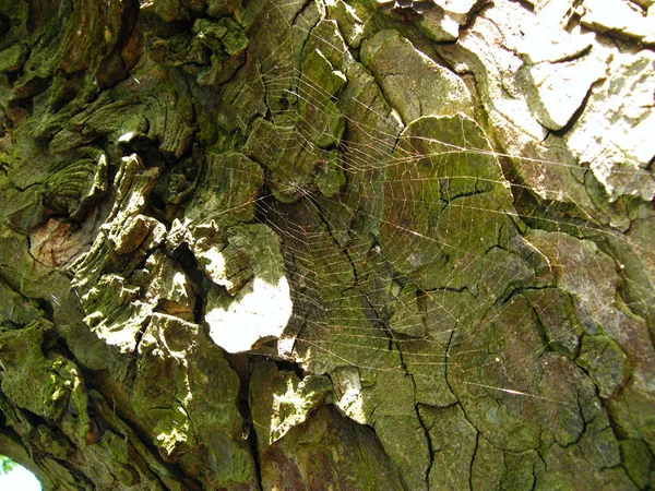 Ağaçtaki Örümcek Ağları — Stok fotoğraf