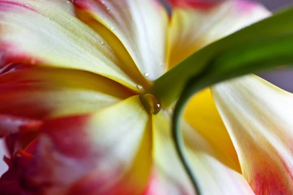 Fleurs Tulipes Flore Printanière — Photo