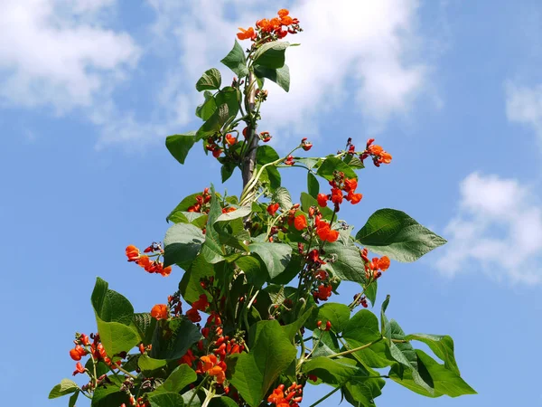 Runner Bean Phaseolus Coccineus — Stock Photo, Image