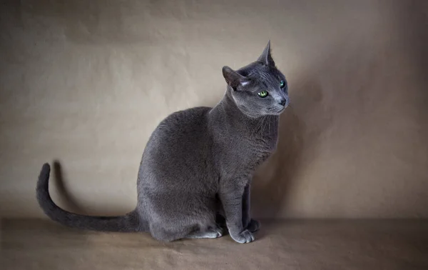 Portrait Russian Blue Cat Breed — ストック写真