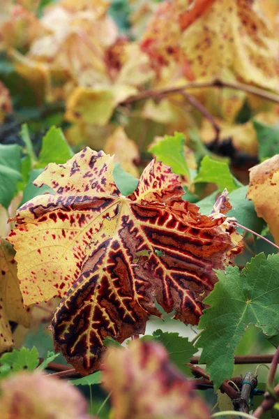 Herfstbladeren Achtergrond Close — Stockfoto