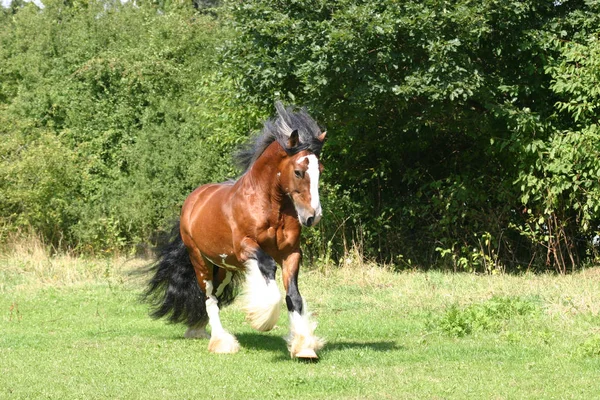 Horse Stallion Wild Animal Nature — Stock Photo, Image