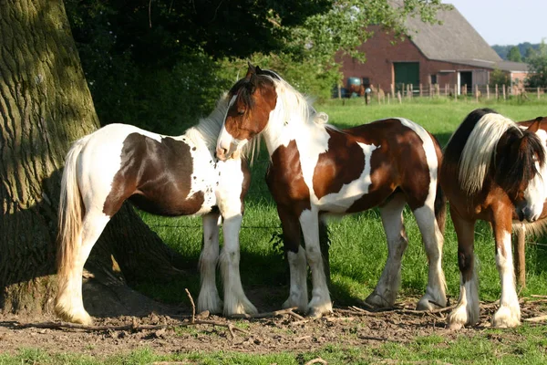 Iren Basteln Auf Der Weide — Stockfoto