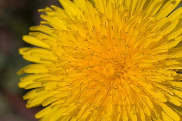 Vacker Utsikt Över Naturliga Maskros Blomma — Stockfoto