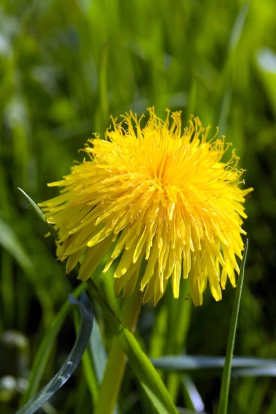 Close Dandelions Meadow Daytime — Stock Photo, Image