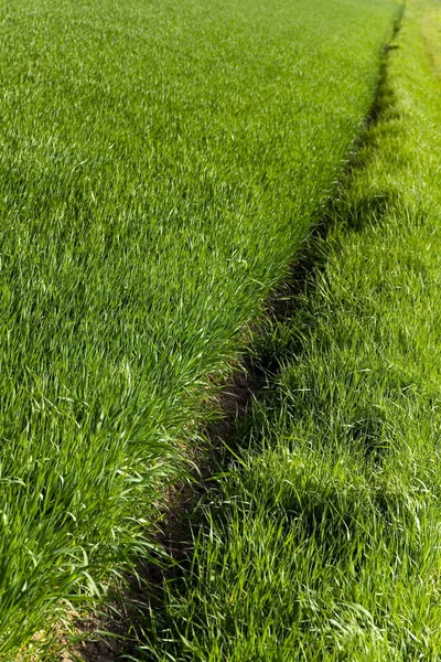 Cereal Field Spring — Stock Photo, Image