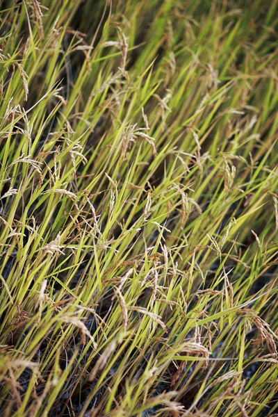 Ländliche Landwirtschaft Ackerland — Stockfoto