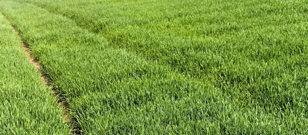 Campo Trigo Cultivo Cereales Paisaje Agrícola Rural — Foto de Stock