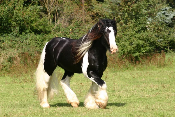 Irish Cob Garanhão Tabt Pasto — Fotografia de Stock