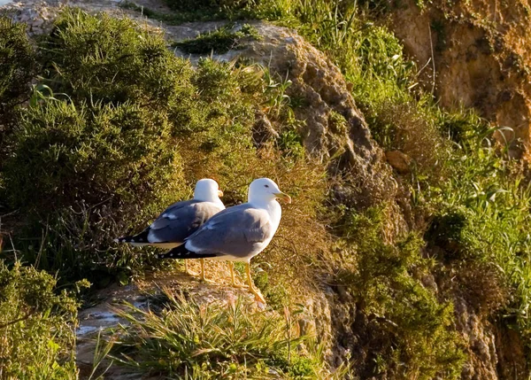 Möwenpaar Auf Felsen — Stockfoto