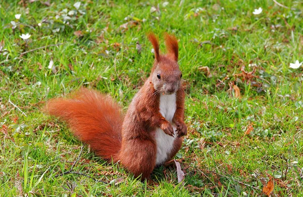 Eichhörnchen Flauschiges Nagetier — Stockfoto