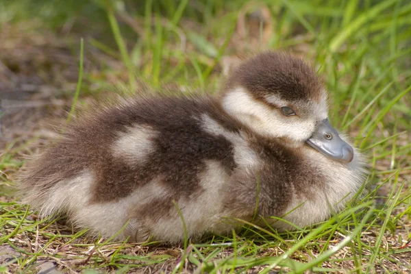 Vue Oiseau Sauvage — Photo