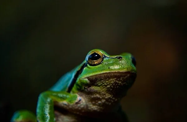 개구리 양서류 — 스톡 사진