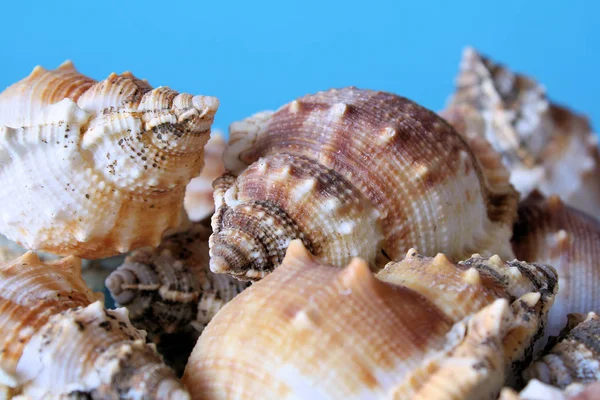 Sea Shells Mussels Shells — Stock Photo, Image