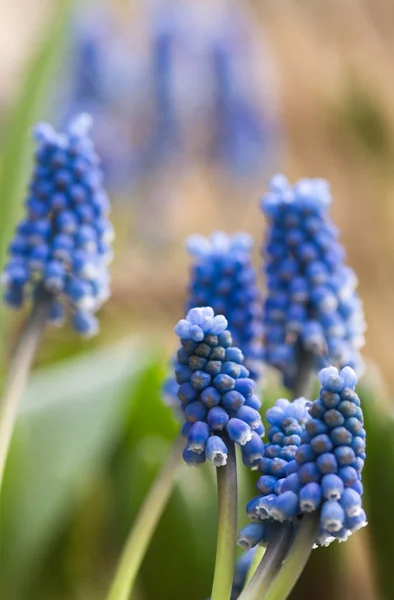 Jacinto Uva Comum Azul Primavera — Fotografia de Stock