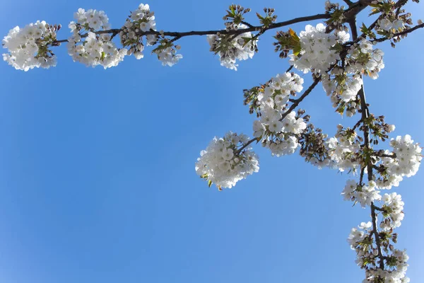 木の上の桜 — ストック写真