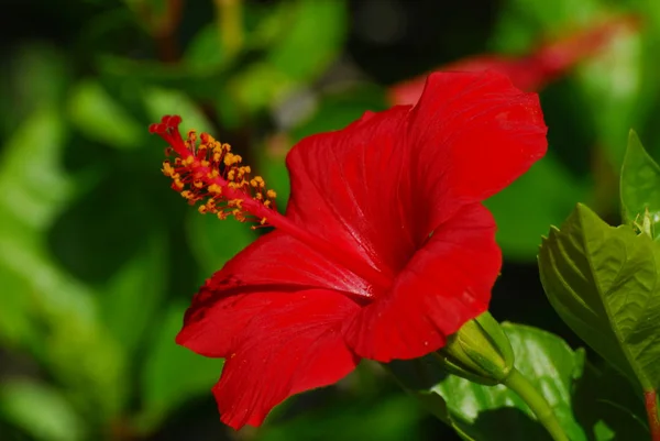 Cênica Bela Flor Hibisco Colorido — Fotografia de Stock