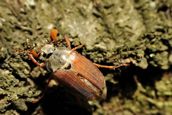 Gros Plan Énorme Cockchafer Brun — Photo