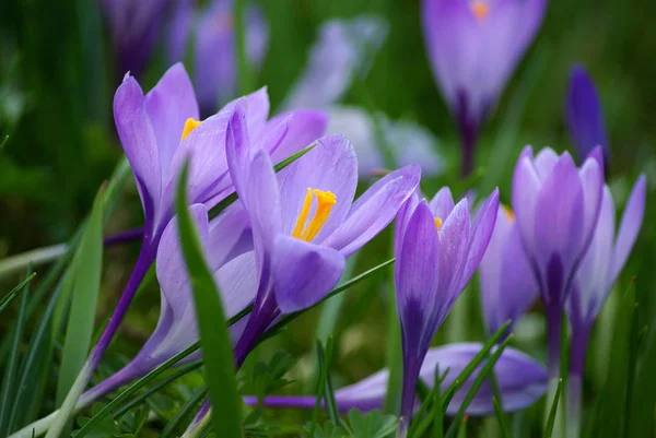 Bahar Çiçekleri Crocus — Stok fotoğraf