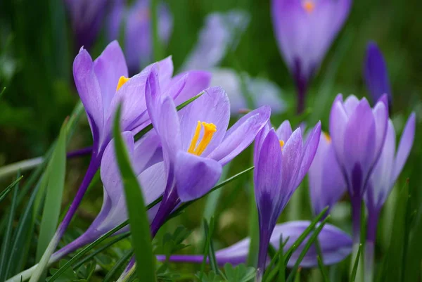 Pierwsze Wiosenne Kwiaty Krokus — Zdjęcie stockowe