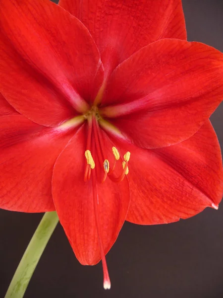 Amaryllis Blomblad Flora Blomma — Stockfoto