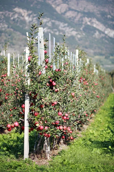 南チロルのリンゴ園 — ストック写真