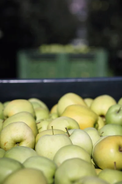 Manzanas Frescas Una Cesta Mercado — Foto de Stock