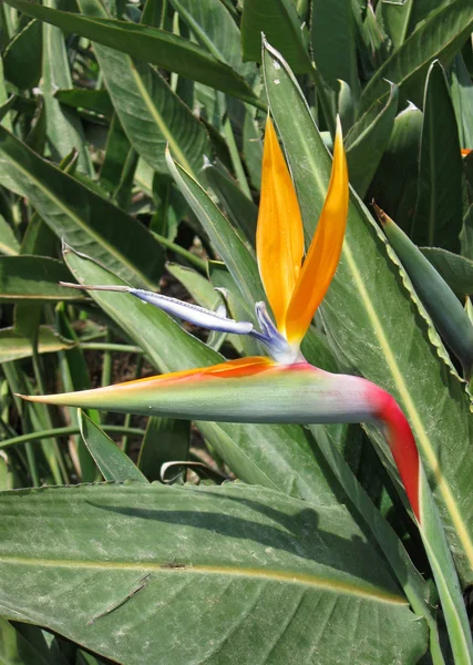 Mooie Bloeiende Bloemen Natuur Achtergrond — Stockfoto