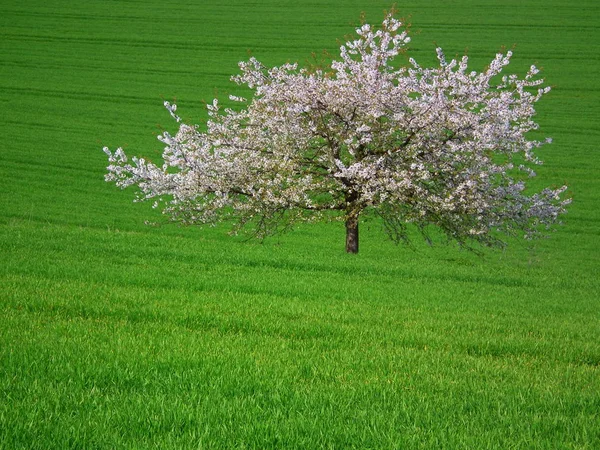 田舎の農業の風景 — ストック写真