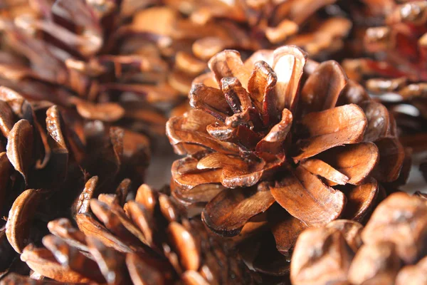 Conifer Pine Tree Cones — Stock Photo, Image