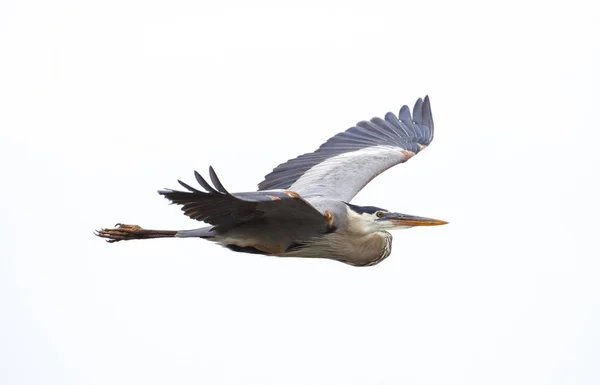 Vedere Pitorească Păsărilor Heron Natură — Fotografie, imagine de stoc