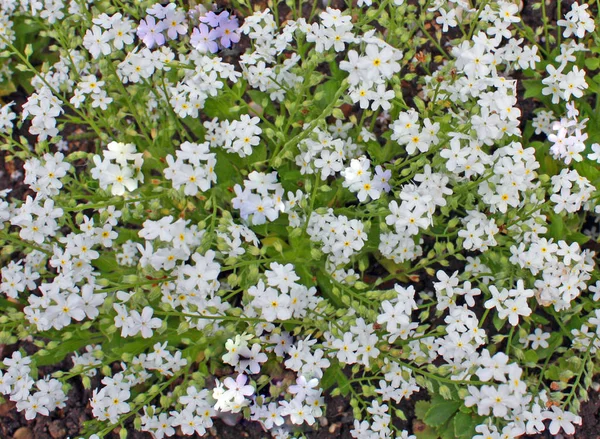 Cênica Belo Colorido Esquecer Não Flor — Fotografia de Stock