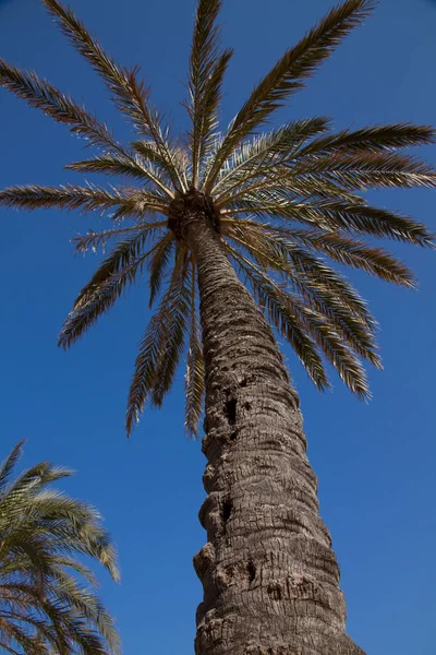 Palm Tree Fundo Espaço Cópia — Fotografia de Stock