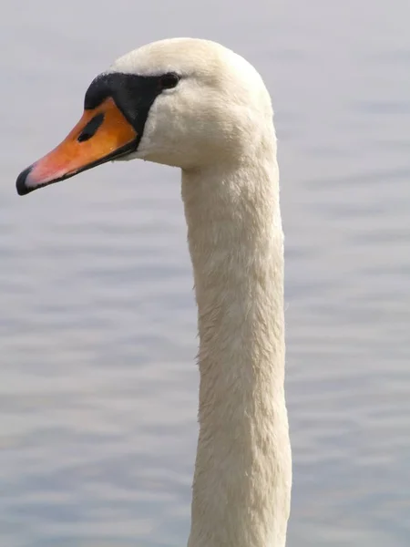 Vue Panoramique Cygne Majestueux Nature — Photo