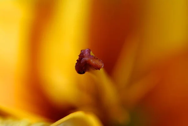 Κοντινή Θέα Του Όμορφου Λουλουδιού Κρίνου — Φωτογραφία Αρχείου